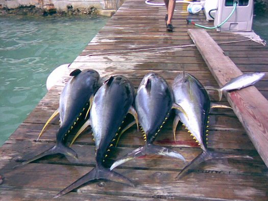 Bermuda Fishing