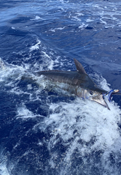 Marlin Fishing Bermuda